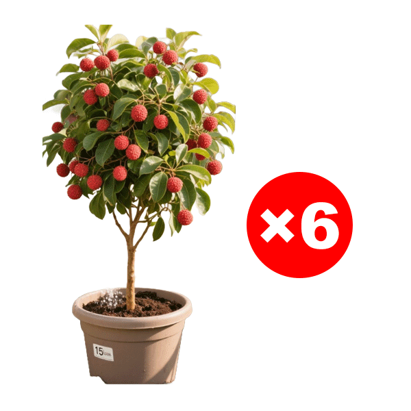 Selected lychee saplings！Frucht größer als Ei, dickes Fleisch! 99% Überlebensrate