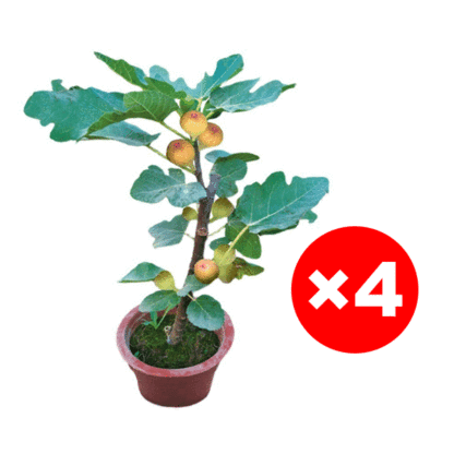 [Enjoy fresh fruit daily] Fig seedlings imported from Greece