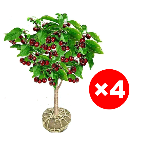 Imported Chilean Chelsea seeds