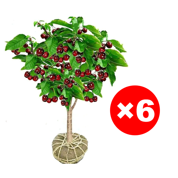 Imported Chilean Chelsea seeds