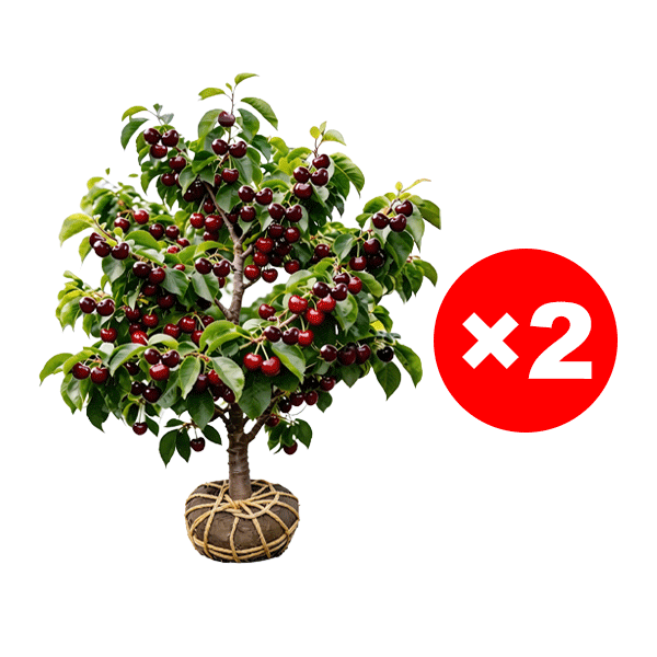 Short-stemmed cherry seedlings