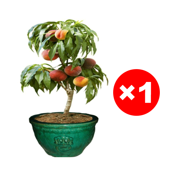 Meet the "Ruby Red Blood Peach" ，Fruits in the VERY FIRST YEAR!