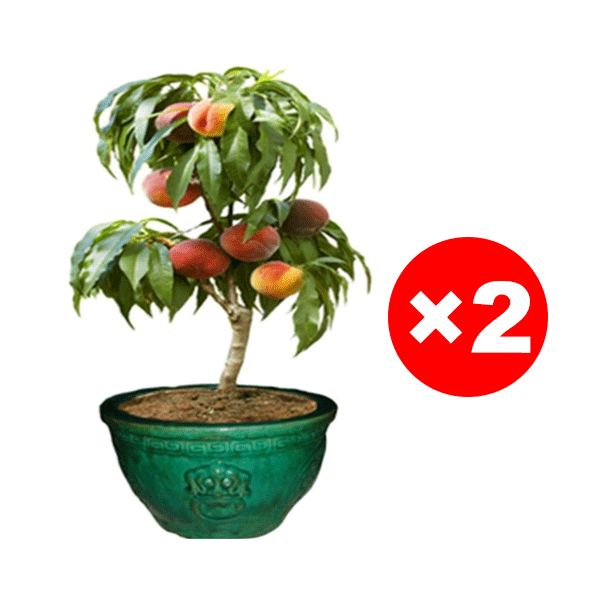 Meet the "Ruby Red Blood Peach" ，Fruits in the VERY FIRST YEAR!