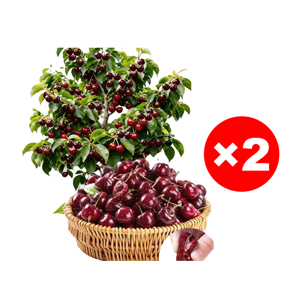 Premium Giant Sweet Cherry Sapling