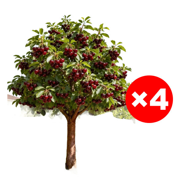 【Freshly Harvested】Grafted Cherry Saplings