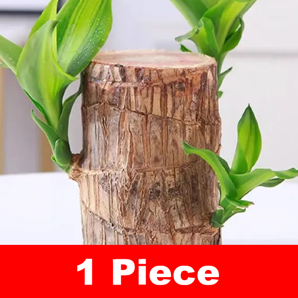 [Water-inspired] Four-season Flowering Hydroponic Brazilian Fortune Tree