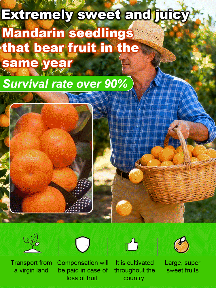 [Extra Sweet and Juicy] Sugar Orange Saplings Bearing Fruit in the Same Year