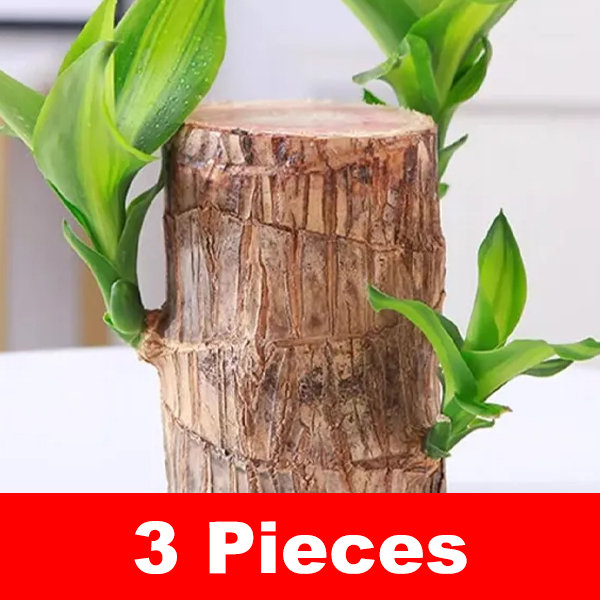 [Water-inspired] Four-season Flowering Hydroponic Brazilian Fortune Tree