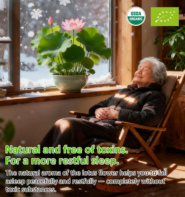 Home ornamental lotus seeds