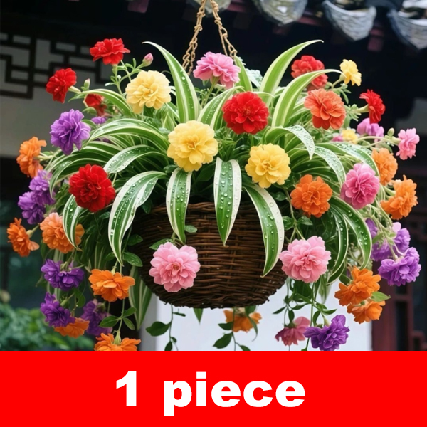 [Flowering all year round] Strong-scented Chlorophytum comosum seeds
