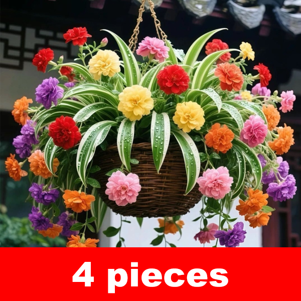 [Flowering all year round] Strong-scented Chlorophytum comosum seeds