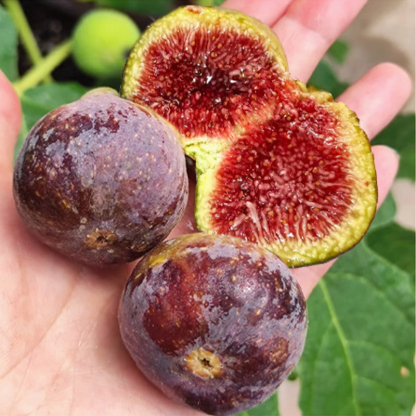 [Fruit Farmers Are Clamoring to Buy] Guaranteed-to-Thrive Extra-Sweet Fig Tree Saplings