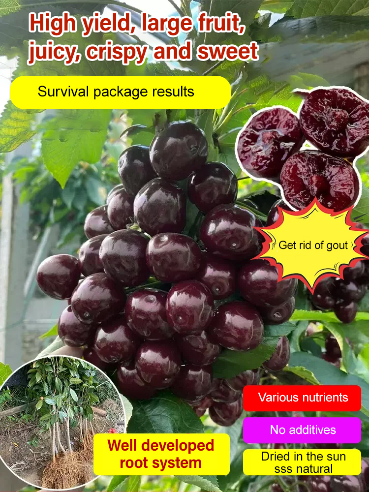 [A single one can bear] Chelsea Cherry Tree Seedling