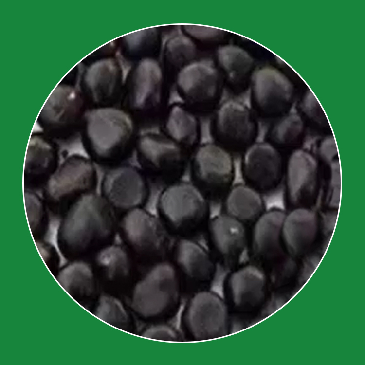 Multi-headed spotted rose seedlings