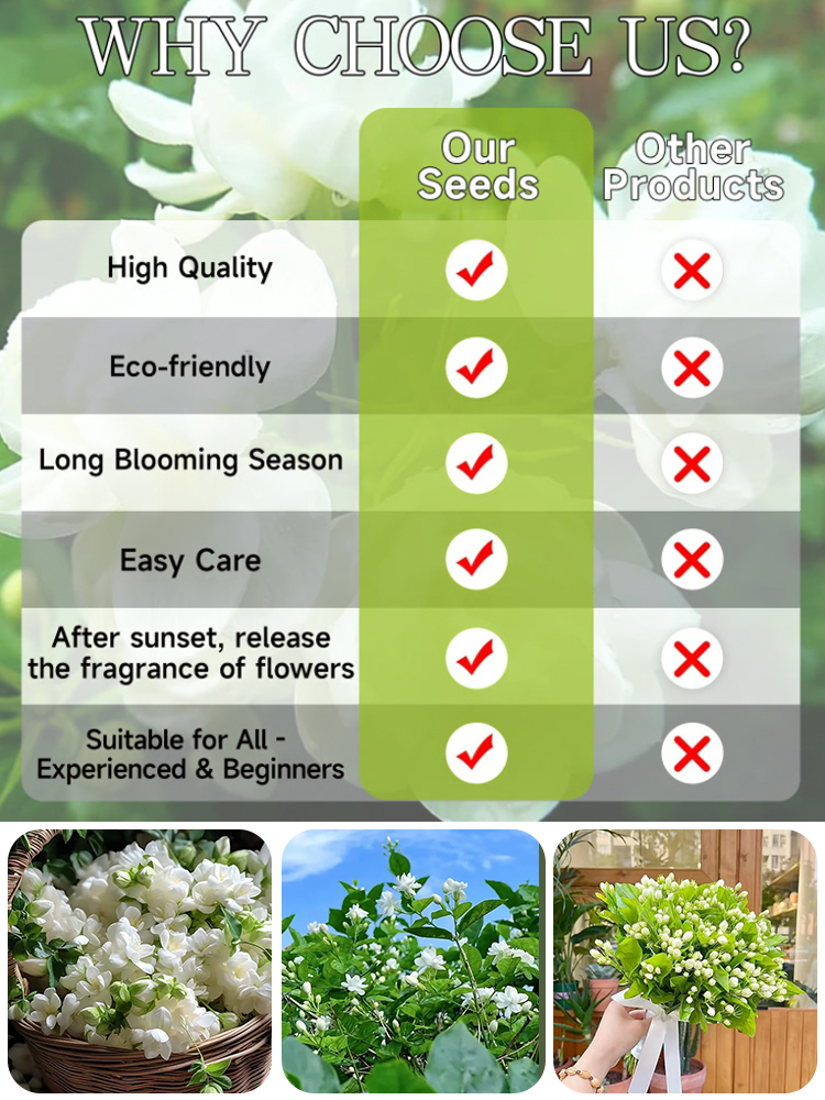 【Perfume of the Garden】Four Seasons Blooming Double-petaled Jasmine Seeds