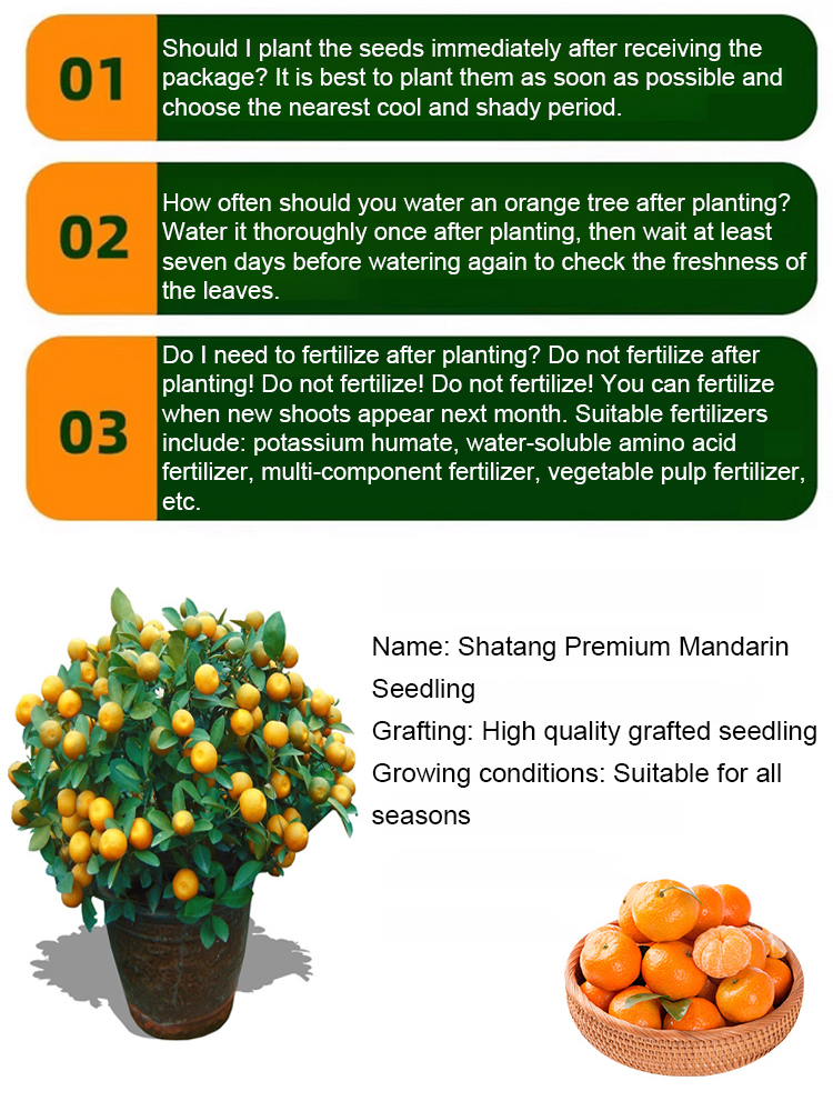 [Extra Sweet and Juicy] Sugar Orange Saplings Bearing Fruit in the Same Year