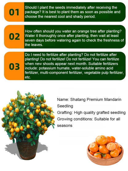 [Extra Sweet and Juicy] Sugar Orange Saplings Bearing Fruit in the Same Year