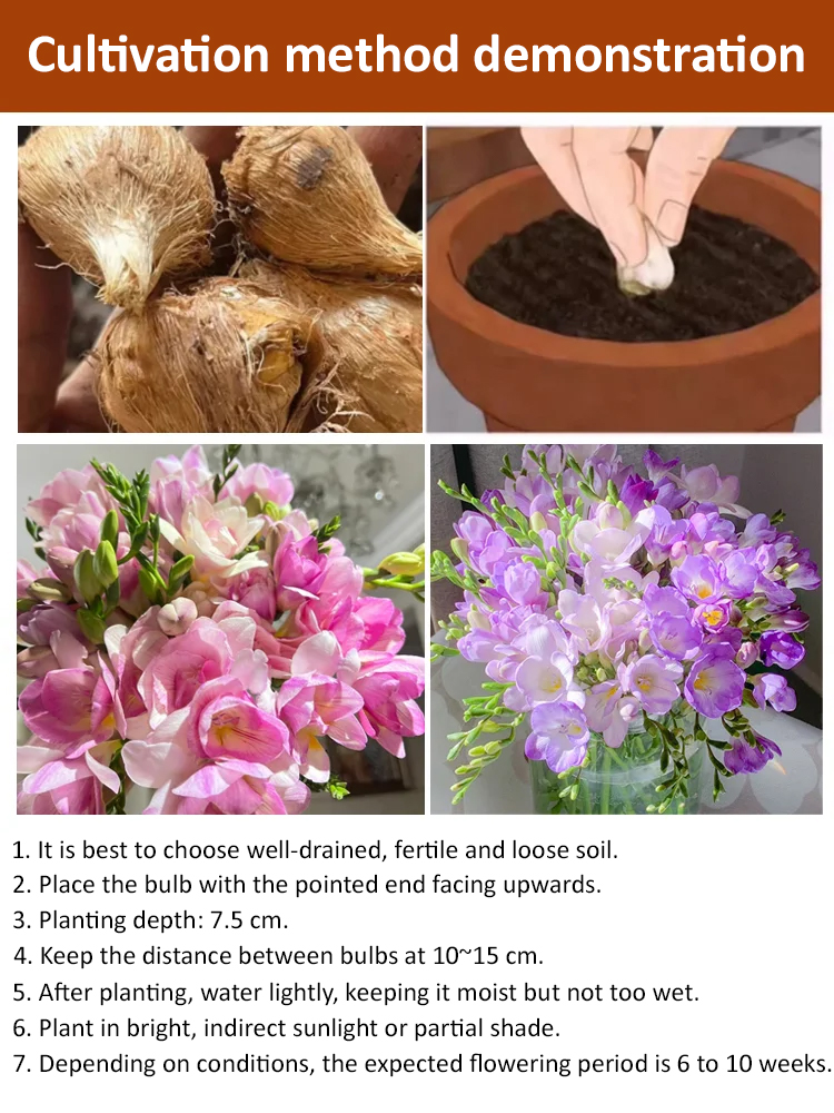 【Four-Season Blooming】Perfume Snow Orchid Seed