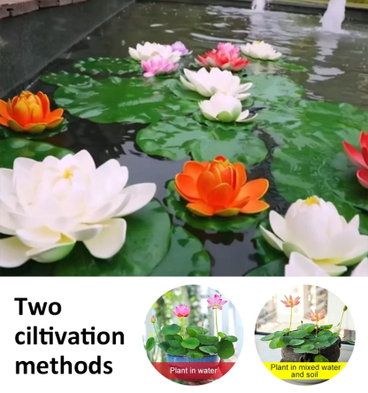 Home ornamental lotus seeds