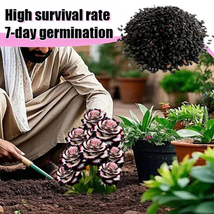 Multi-headed spotted rose seedlings