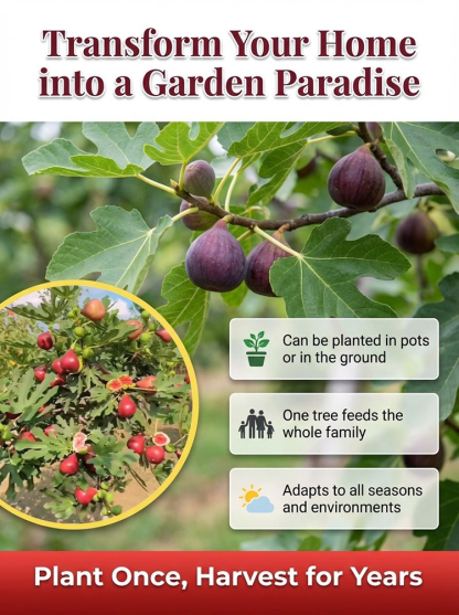 [Fruit Farmers Are Clamoring to Buy] Guaranteed-to-Thrive Extra-Sweet Fig Tree Saplings