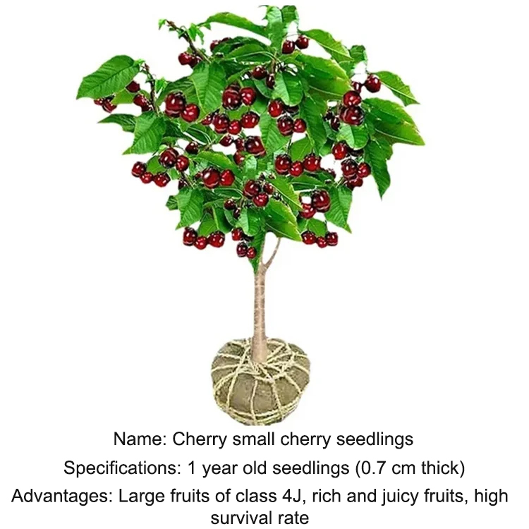 Imported Chilean Chelsea seeds