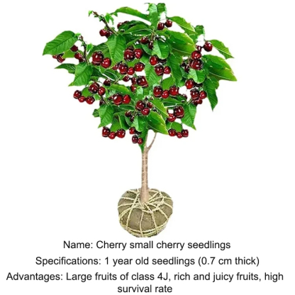 Imported Chilean Chelsea seeds