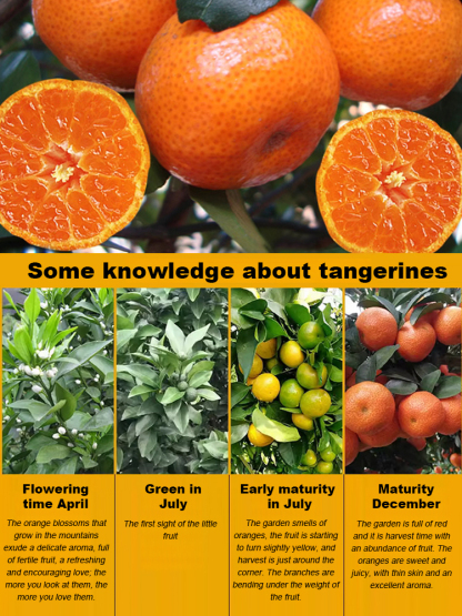 [Extra Sweet and Juicy] Sugar Orange Saplings Bearing Fruit in the Same Year