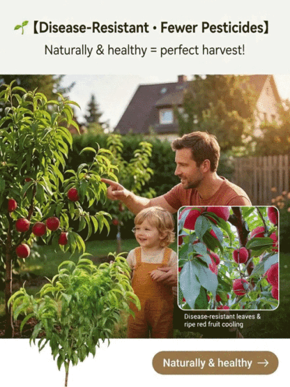 Meet the "Ruby Red Blood Peach" ，Fruits in the VERY FIRST YEAR!