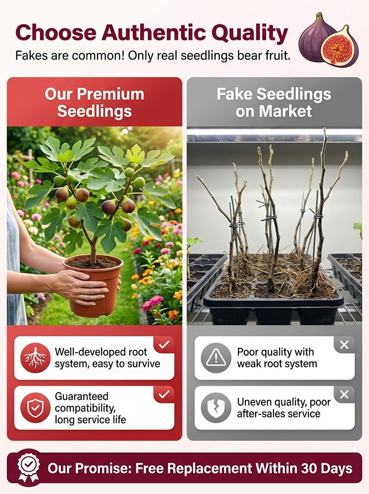 [Fruit Farmers Are Clamoring to Buy] Guaranteed-to-Thrive Extra-Sweet Fig Tree Saplings