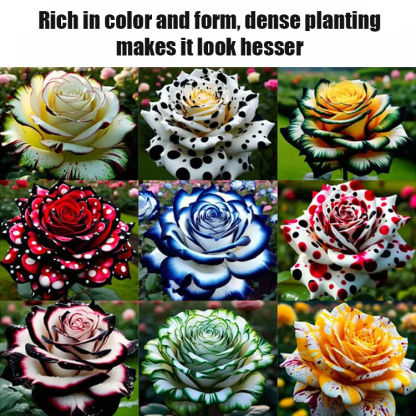 Multi-headed spotted rose seedlings