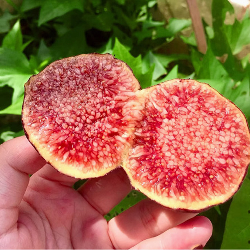 [Fruit Farmers Are Clamoring to Buy] Guaranteed-to-Thrive Extra-Sweet Fig Tree Saplings