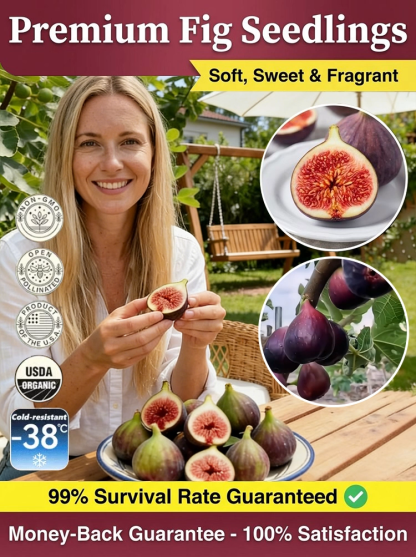 [Fruit Farmers Are Clamoring to Buy] Guaranteed-to-Thrive Extra-Sweet Fig Tree Saplings