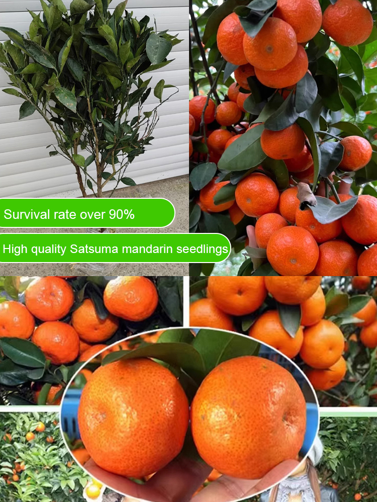 [Extra Sweet and Juicy] Sugar Orange Saplings Bearing Fruit in the Same Year