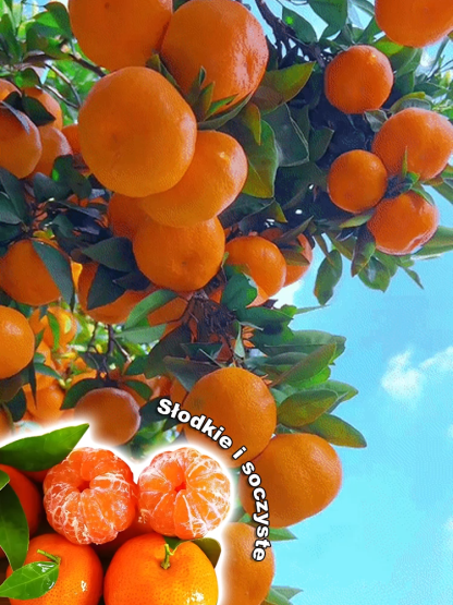 [Extra Sweet and Juicy] Sugar Orange Saplings Bearing Fruit in the Same Year