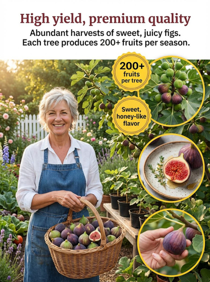 [Fruit Farmers Are Clamoring to Buy] Guaranteed-to-Thrive Extra-Sweet Fig Tree Saplings