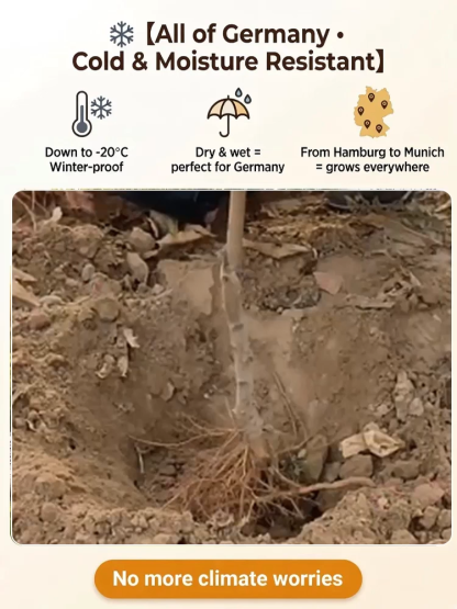 Meet the "Ruby Red Blood Peach" ，Fruits in the VERY FIRST YEAR!