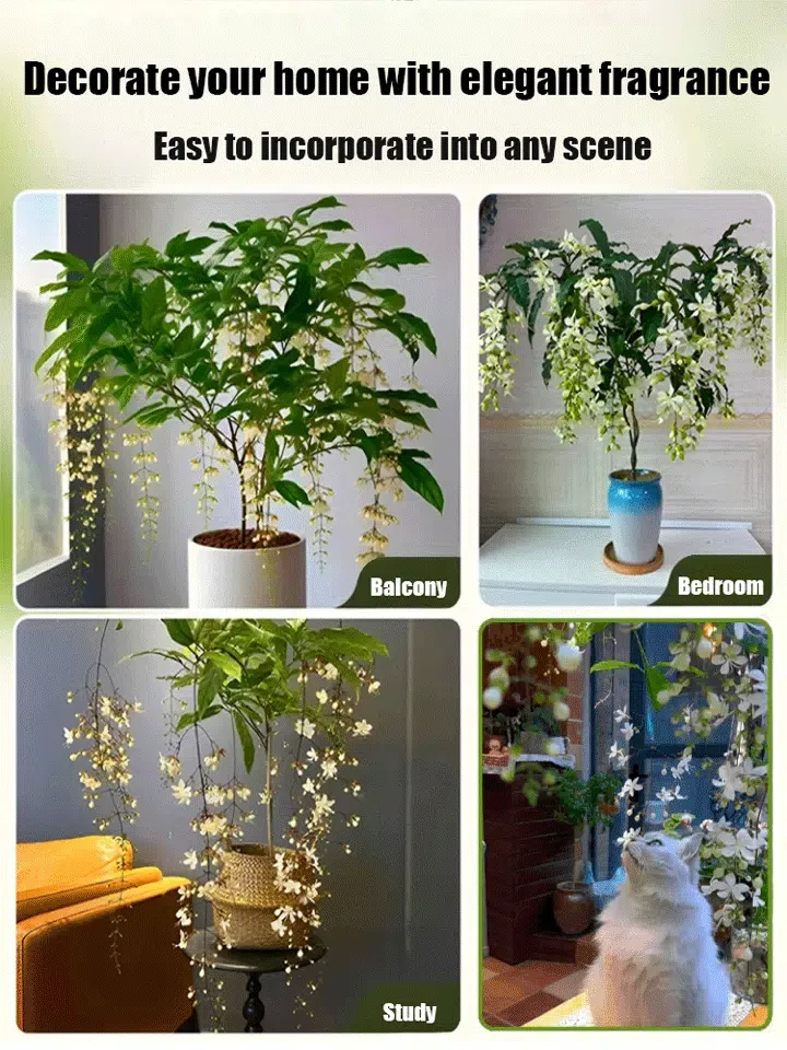 Weeping Jasmine Seeds