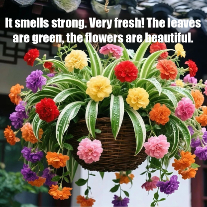 [Flowering all year round] Strong-scented Chlorophytum comosum seeds