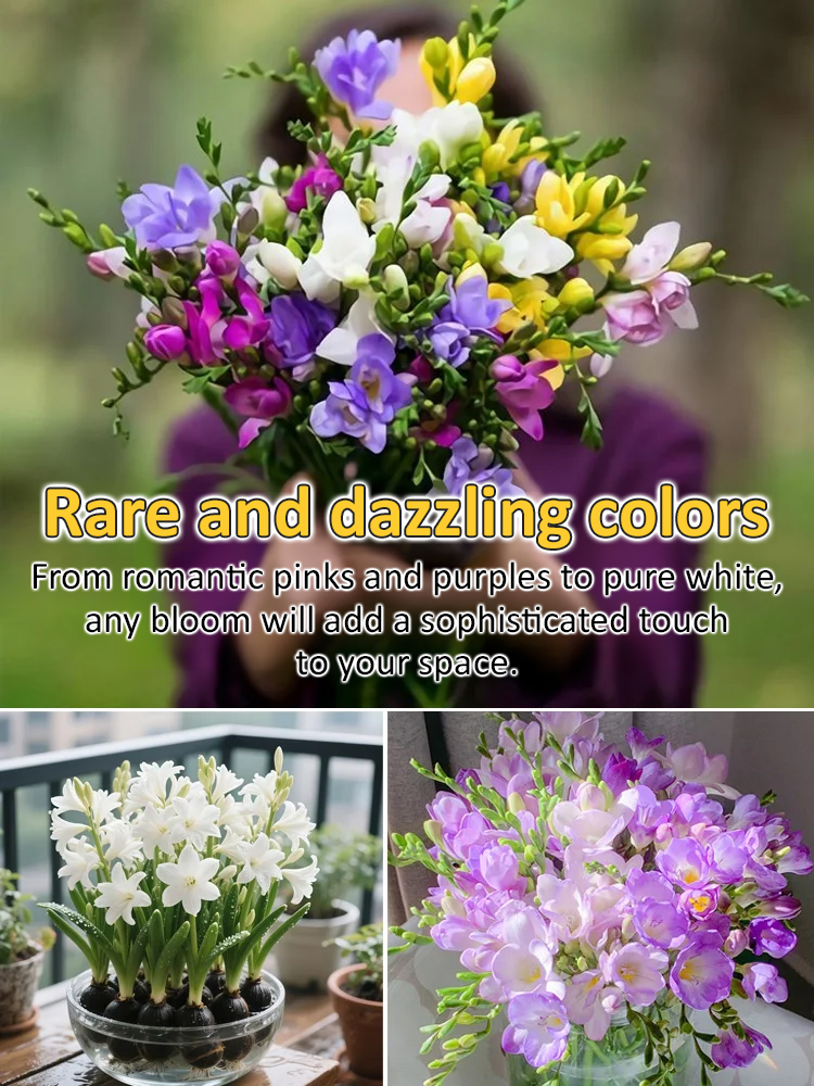 【Four-Season Blooming】Perfume Snow Orchid Seed