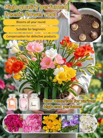 【Four-Season Blooming】Perfume Snow Orchid Seed