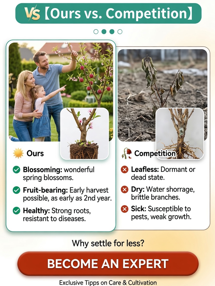 Meet the "Ruby Red Blood Peach" ，Fruits in the VERY FIRST YEAR!