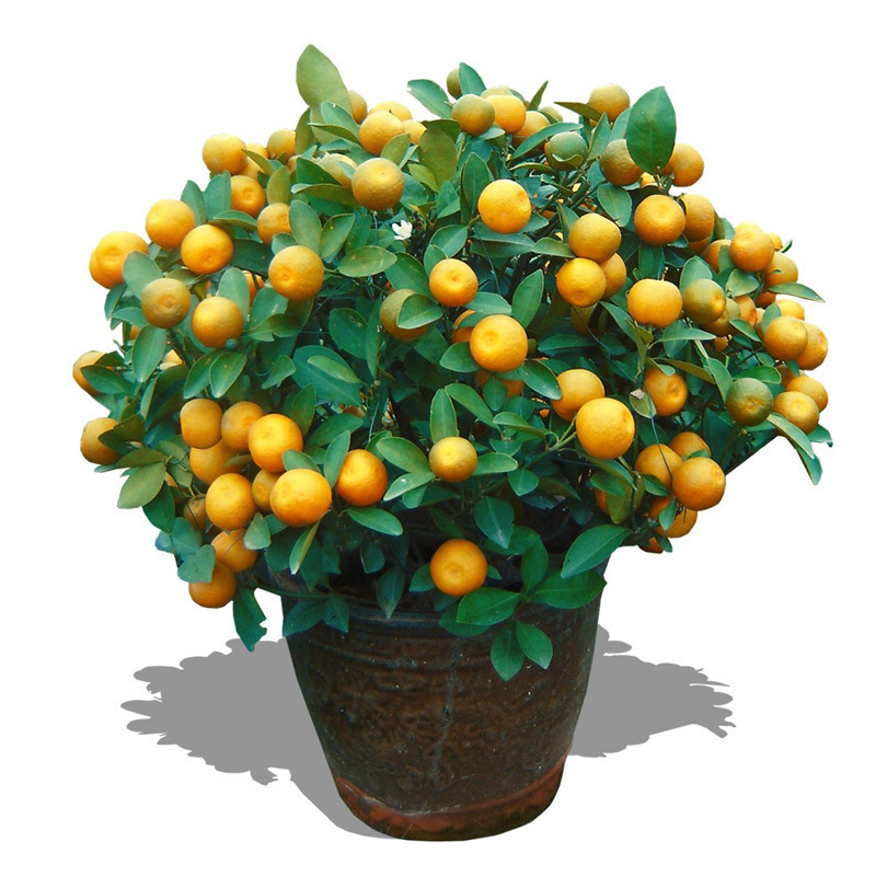 [Extra Sweet and Juicy] Sugar Orange Saplings Bearing Fruit in the Same Year