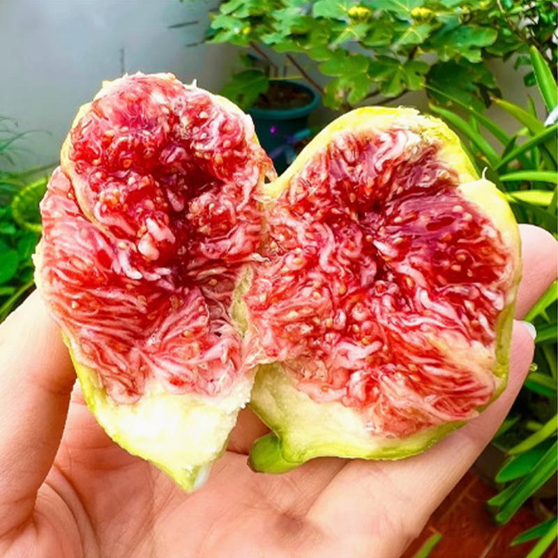 [Fruit Farmers Are Clamoring to Buy] Guaranteed-to-Thrive Extra-Sweet Fig Tree Saplings