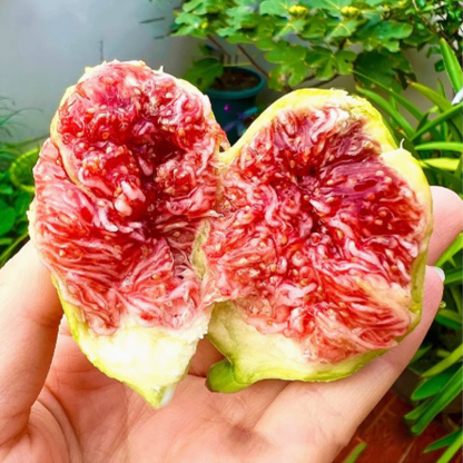 [Fruit Farmers Are Clamoring to Buy] Guaranteed-to-Thrive Extra-Sweet Fig Tree Saplings