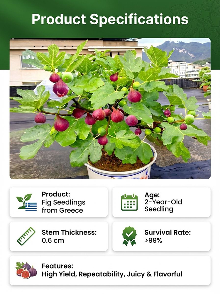 [Fruit Farmers Are Clamoring to Buy] Guaranteed-to-Thrive Extra-Sweet Fig Tree Saplings