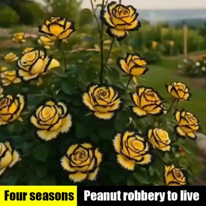 Multi-headed spotted rose seedlings