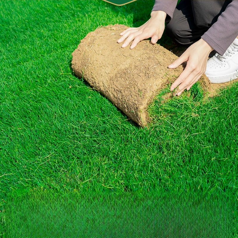 [99% Germination Rate] Evergreen Hardy Lawn Seeds