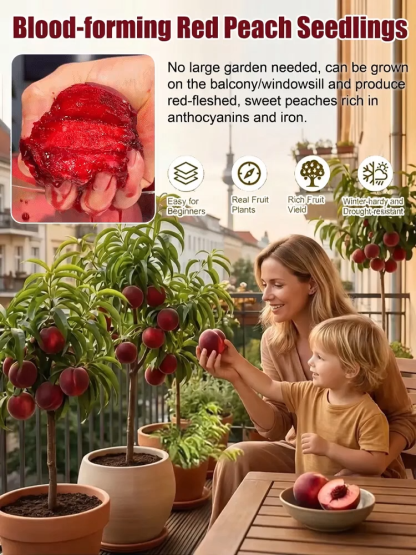Meet the "Ruby Red Blood Peach" ，Fruits in the VERY FIRST YEAR!