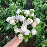 Weeping Jasmine Seeds